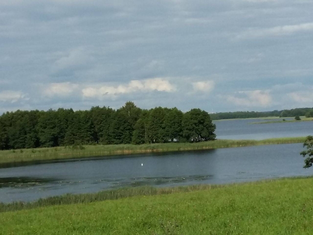 Galuonai