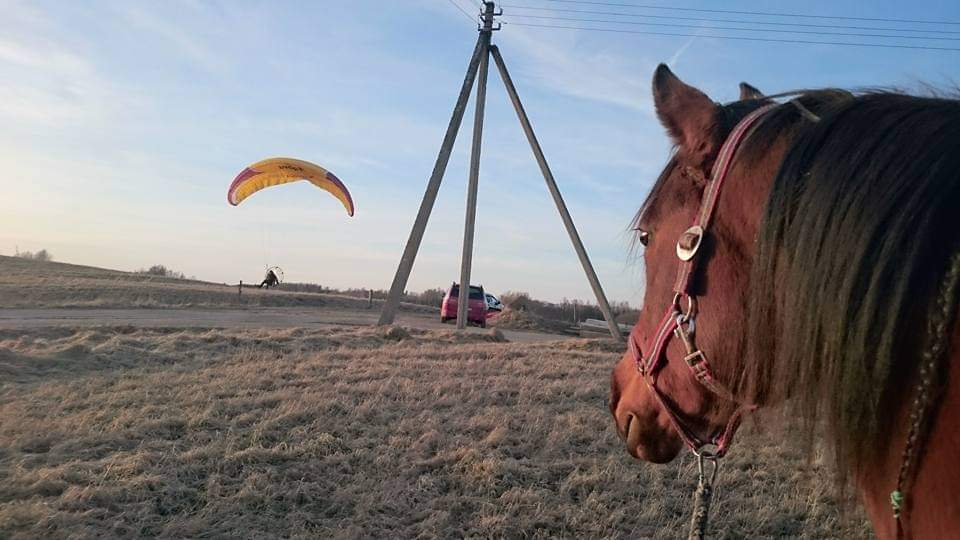 Molėtų žirgai ir PadovanokSkrydi.lt