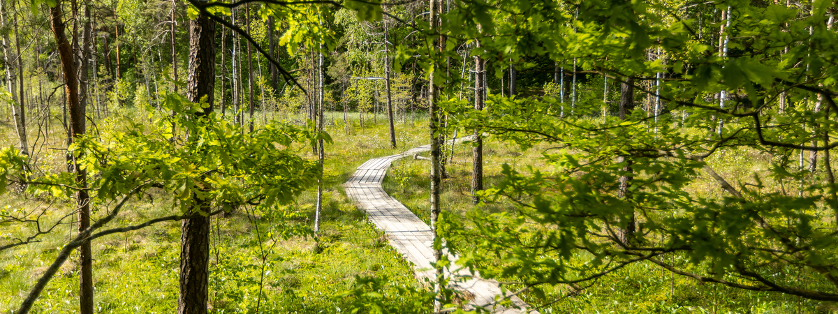 Besichtigungspfad des Moores Gurakalnė 